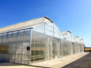 Industrial greenhouse with rigid cladding and motorized ventilation