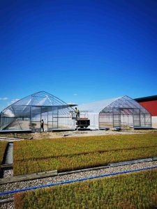 Compact tunnel-style greenhouse with galvanized steel frame and arched roof