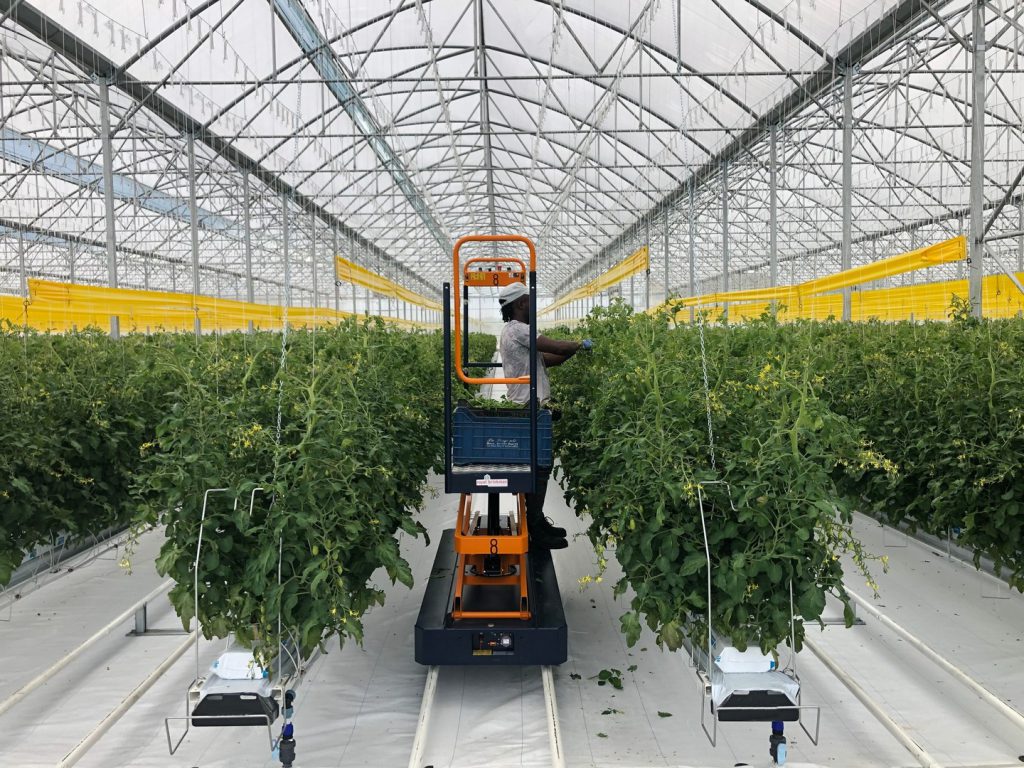 A skilled workman inside a vast industrial greenhouse, showcasing successful implementation of industrial projects