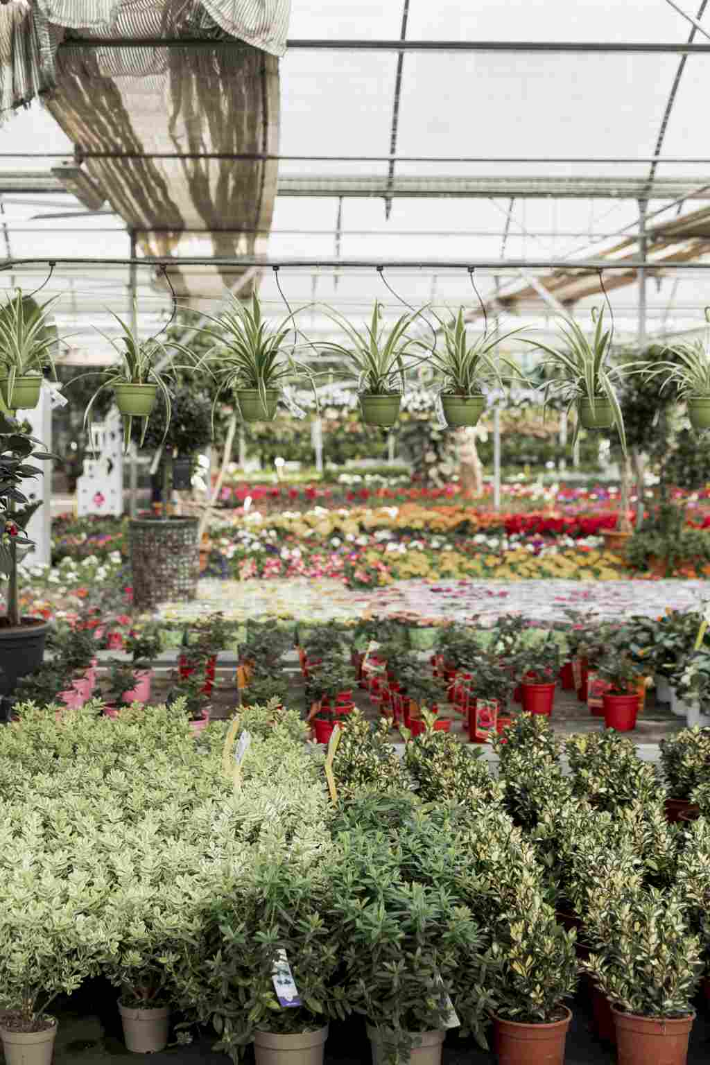 Finished commercial garden center showcasing flowers