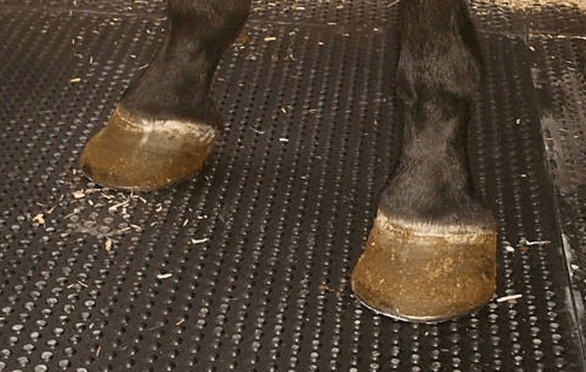 en rubber mat for livestock premises 04