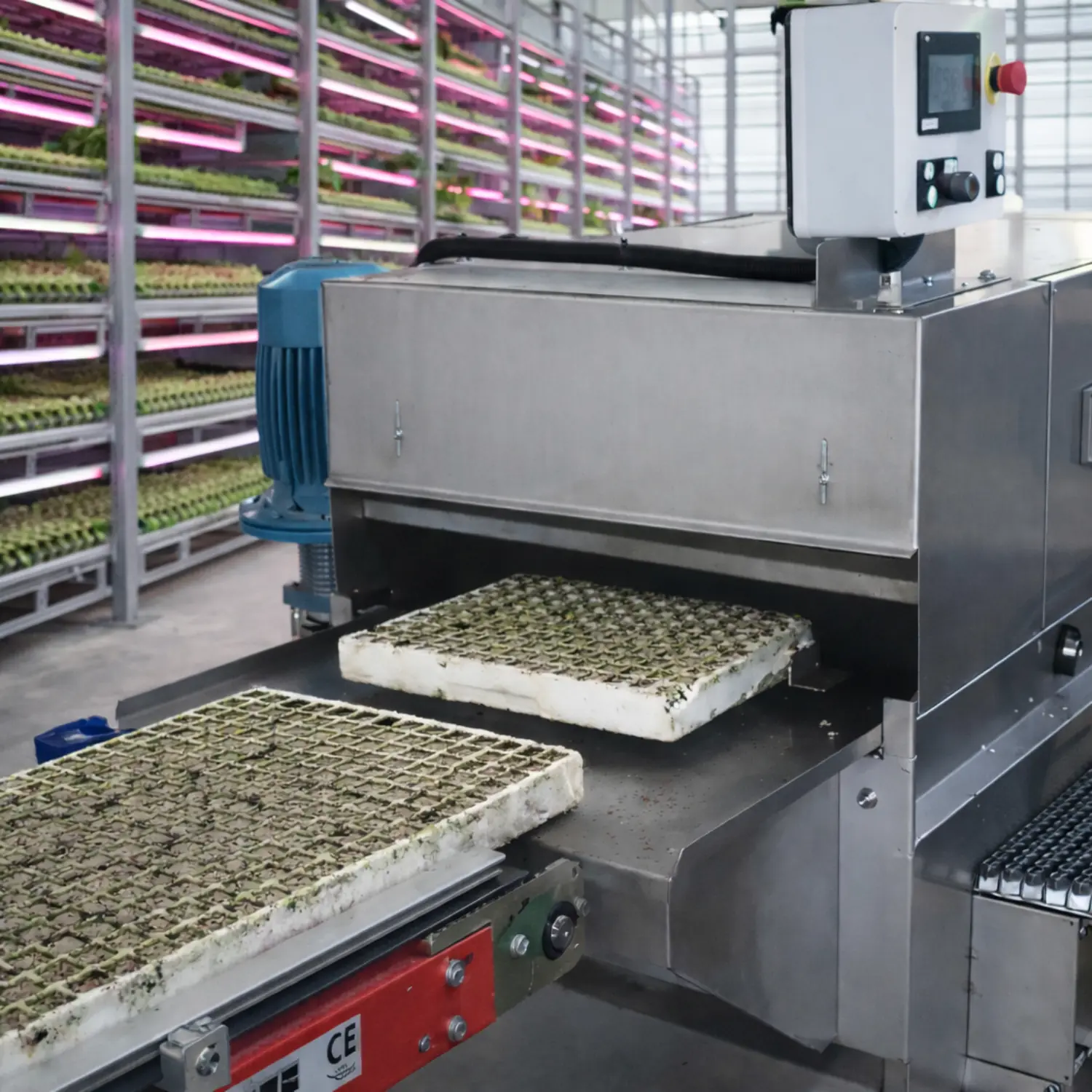 Dirty seedling trays entering a tray washer on a conveyor before cleaning